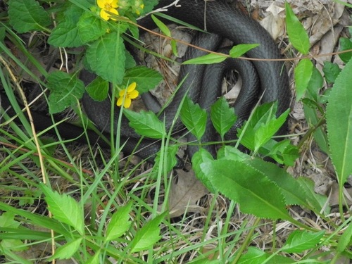 Chrysogonum virginianum