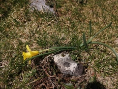 Narcissus minor asturiensis