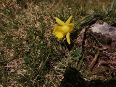 Narcissus minor asturiensis