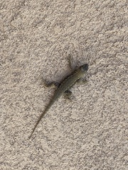 Sceloporus occidentalis