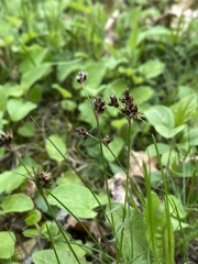 Luzula multiflora multiflora