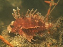 Dendrochirus brachypterus
