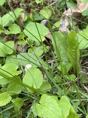 Luzula multiflora multiflora
