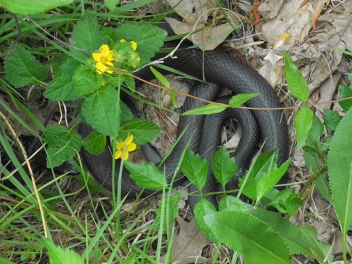 Chrysogonum virginianum