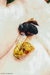 Neoxylocopa