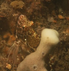 Cirrhitichthys aprinus