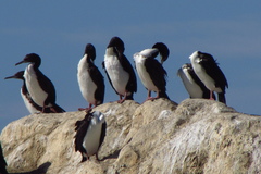 Leucocarbo bougainvillii