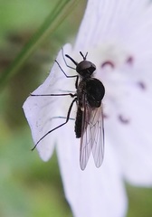 Apolysis