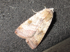 Diarsia canescens