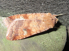 Diarsia canescens