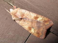 Diarsia canescens