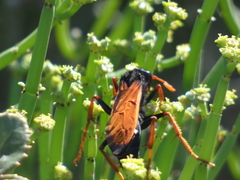 Tachypompilus ignitus