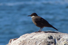 Cinclodes nigrofumosus