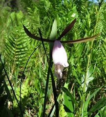Cleistesiopsis divaricata