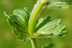Veronica chamaedrys vindobonensis