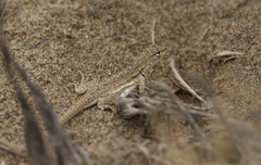 Microlophus thoracicus