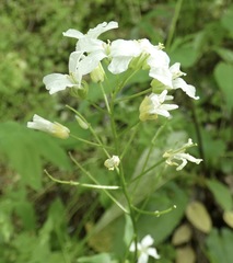 Arabis patens