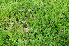 Veronica chamaedrys vindobonensis