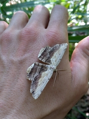 Lytrosis