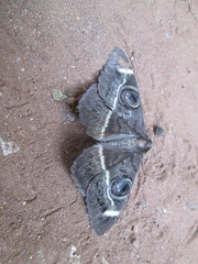 Cyligramma latona