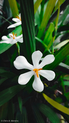 Eleutherine bulbosa