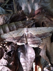 Lytrosis