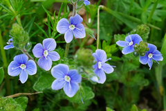 Veronica chamaedrys vindobonensis