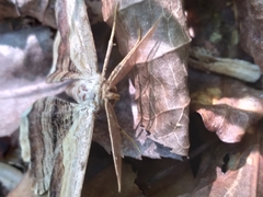 Lytrosis