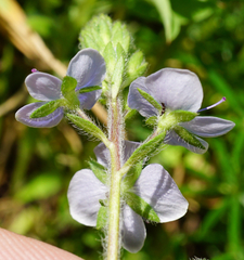 Veronica chamaedrys vindobonensis