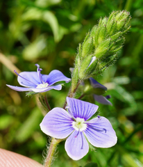 Veronica chamaedrys vindobonensis