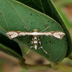 Ochyrotica