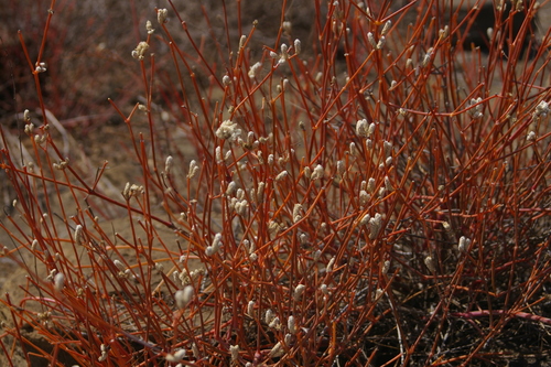 Image of Threadleaf Chaff Flower (Alternanthera filifolia) by no rights reserved