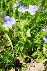 Veronica chamaedrys vindobonensis