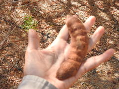 Ebenopsis caesalpinioides