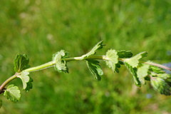 Veronica chamaedrys vindobonensis