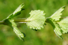 Veronica chamaedrys vindobonensis