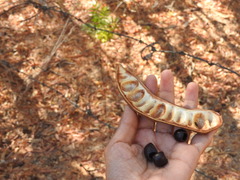 Ebenopsis caesalpinioides