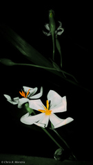 Eleutherine bulbosa