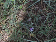 Vicia villosa pseudocracca