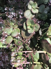 Crassula multicava