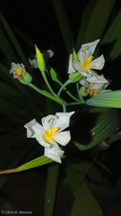 Eleutherine bulbosa
