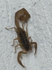 Centruroides ornatus