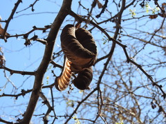 Ebenopsis caesalpinioides