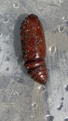 Scoliopteryx libatrix