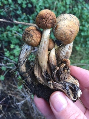 Gymnopilus ventricosus image