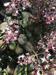 Crassula multicava