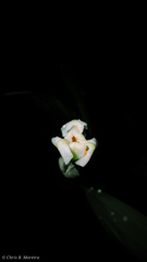 Eleutherine bulbosa