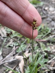 Luzula multiflora multiflora