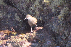 Cinclodes nigrofumosus