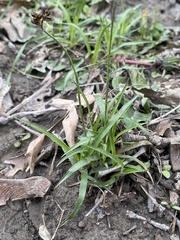 Luzula multiflora multiflora